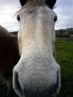 Travels on Horseback