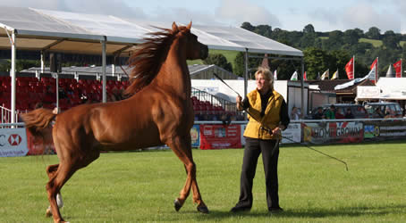 Pentre Riding Stables