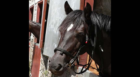 Pentre Riding Stables