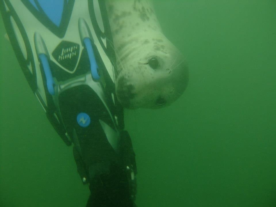 NEMES Diving and Watersports Academy