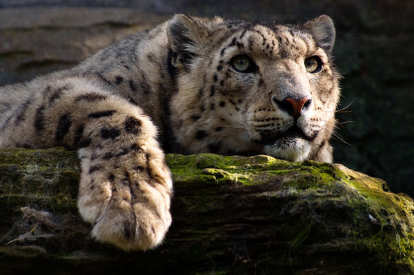 Tom Hadley Wildlife Photography