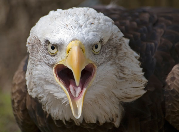 Tom Hadley Wildlife Photography