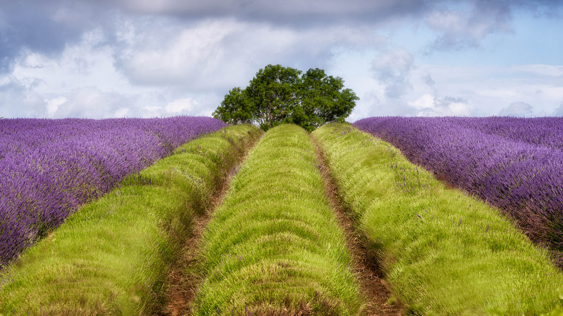 Alan Ranger Photography