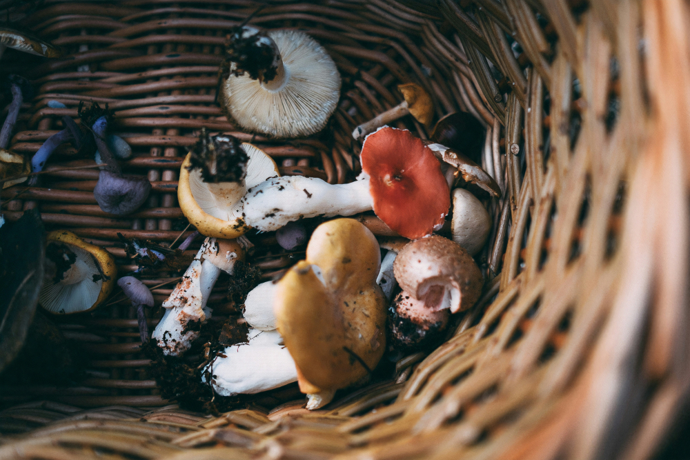 Foraging in Central England