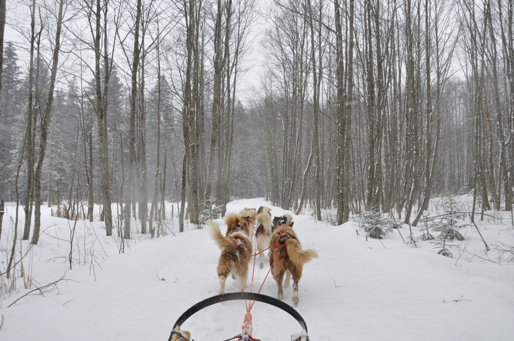 Husky Rides in South West England