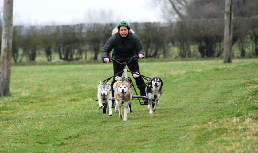 Arctic Quest – UK’s Prime Sled Dog Adventure Experience