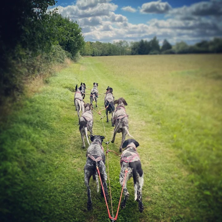Arctic Quest – UK’s Prime Sled Dog Adventure Experience