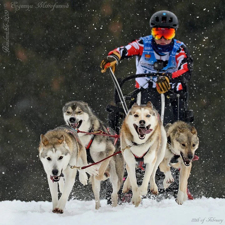 Arctic Quest – UK’s Prime Sled Dog Adventure Experience