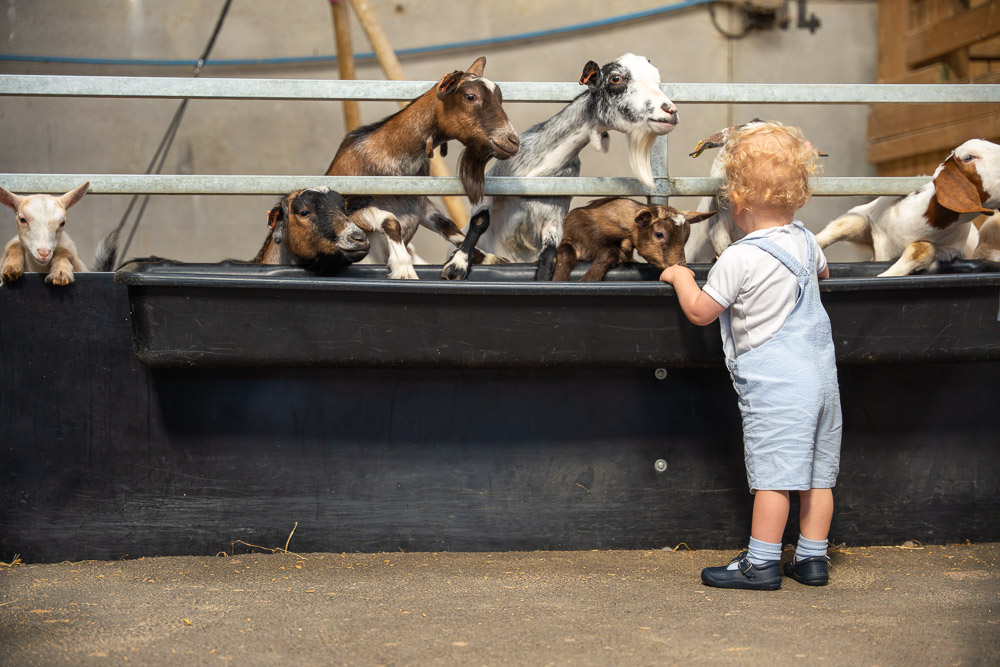 Farmer Palmer’s Farm Park – Family Farm Park in Dorset