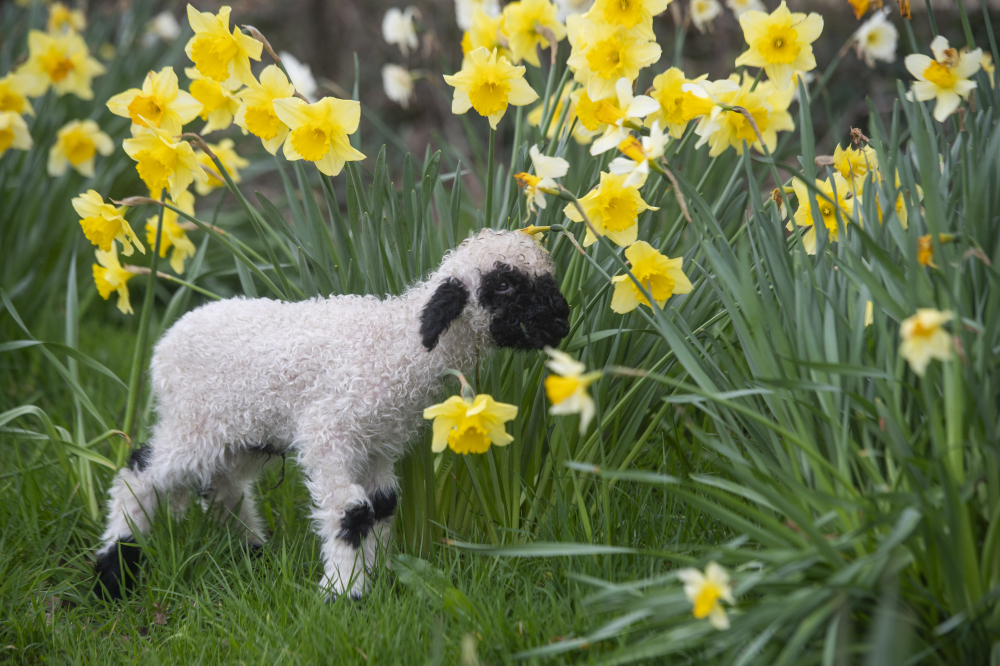 Farmer Palmer’s Farm Park – Family Farm Park in Dorset