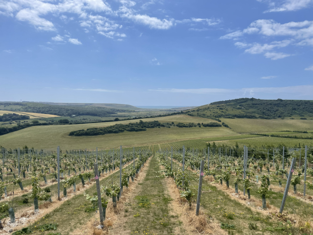 Fizz on Foot, Walking & Wine Tasting Tours in East Sussex & the South Downs