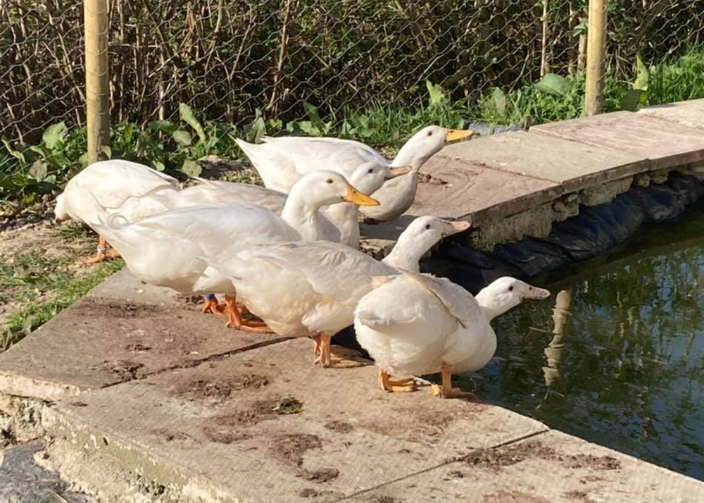 Foxdown Children’s Farm – Family-friendly Farm Days Out in Dorset