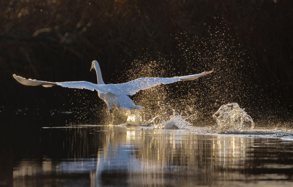 Grove Ferry River Trips – Scenic River Stour Boat Trips in Kent
