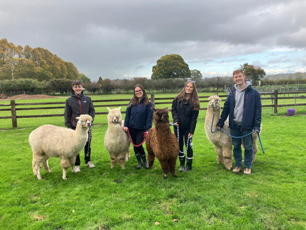 Hope Farm Alpaca Rescue – Family Alpaca Walks & Farm Animal Experiences in Dorset