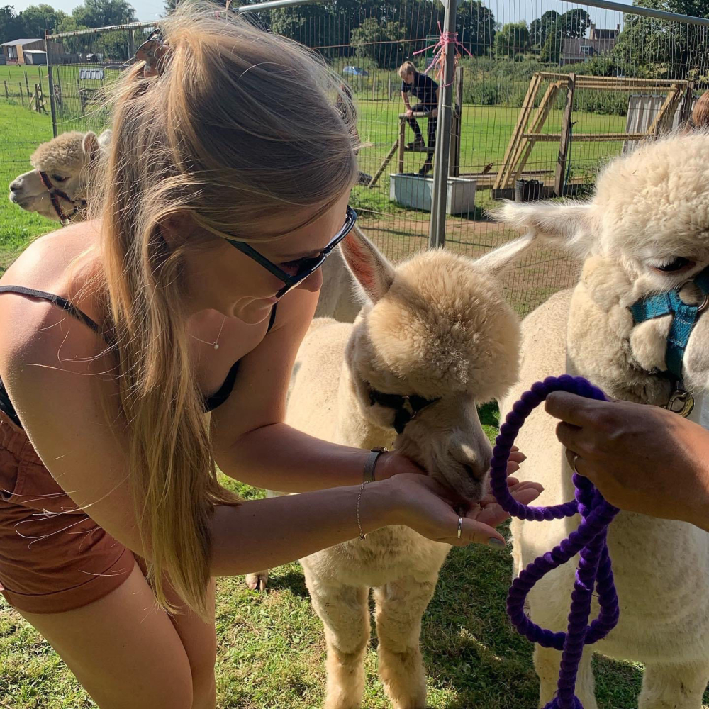 Hope Farm Alpaca Rescue – Family Alpaca Walks & Farm Animal Experiences in Dorset