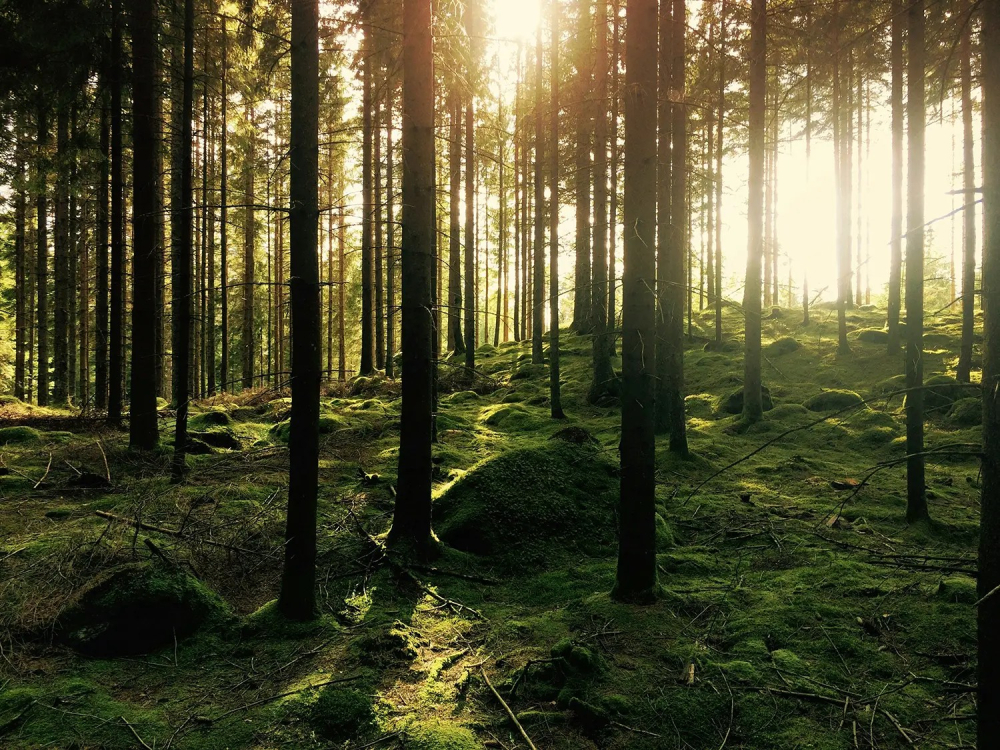 Lakeland Wellbeing – Wellbeing Retreats & Nature Therapy in the Lake District