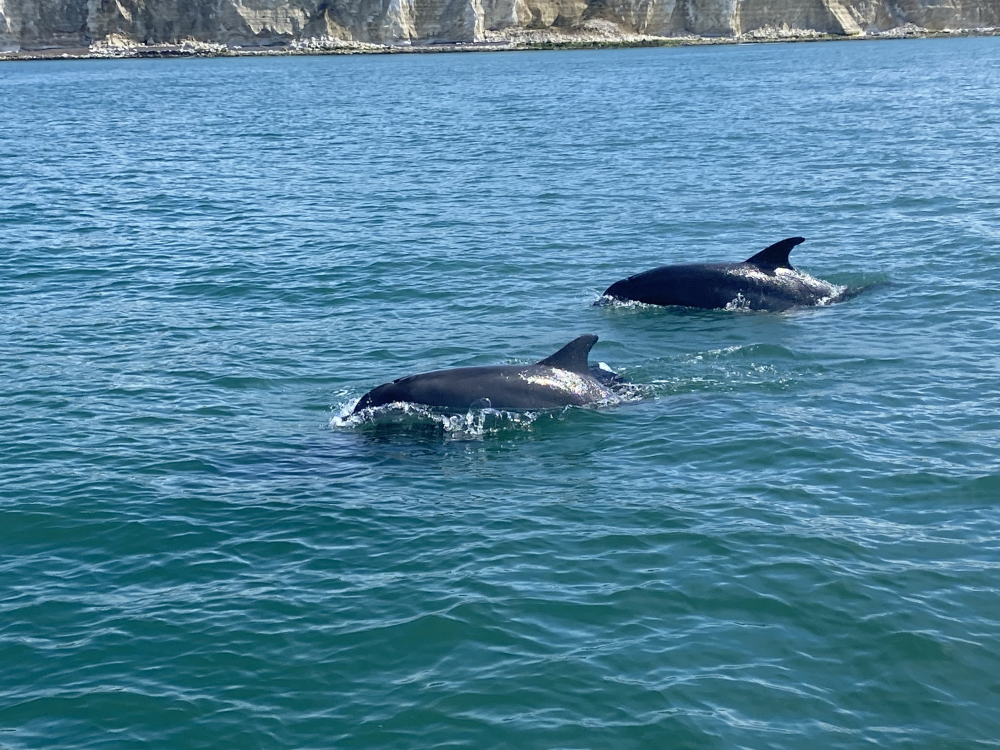 Maverick Boat Adventures, Boat Trips & Jet Ski Experiences along the Sussex Coast