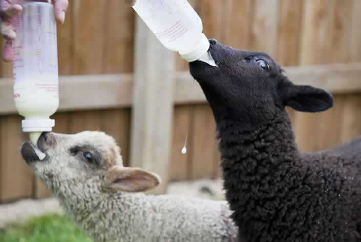 Parkers Farm Holiday Park – Family Activity Breaks in Devon