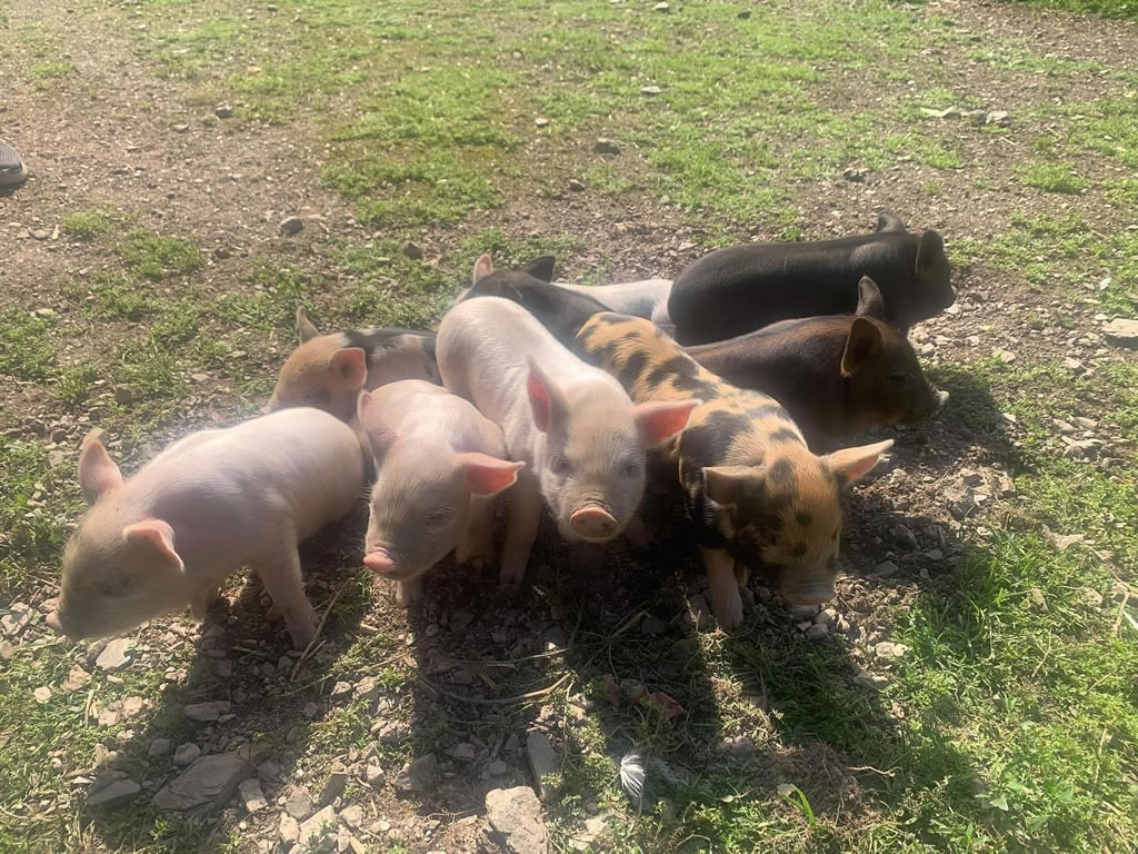 Parkers Farm Holiday Park – Family Activity Breaks in Devon