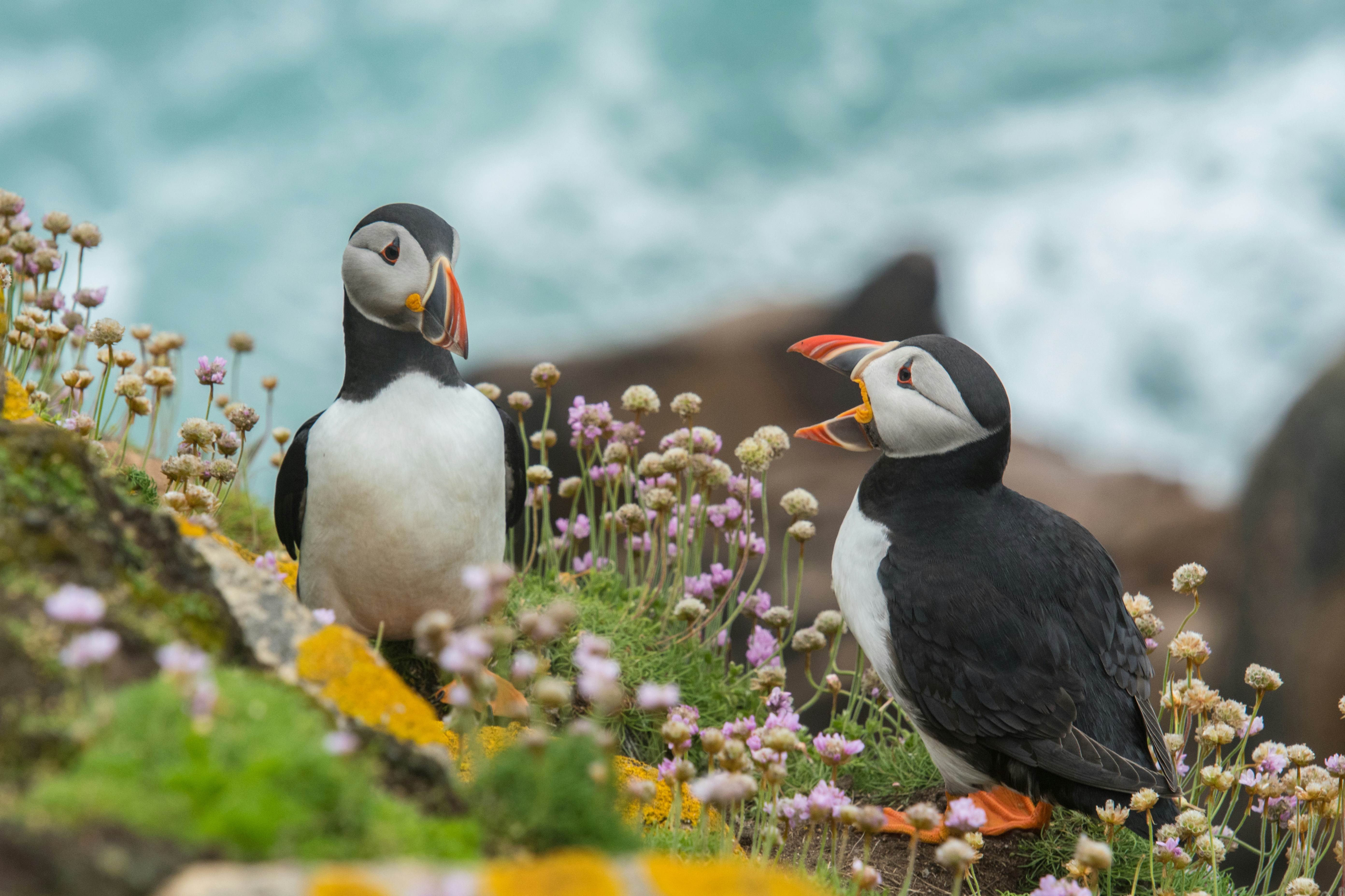 Pembrokeshire Islands Boat Trips – Wildlife Cruises & Skomer Island Adventures