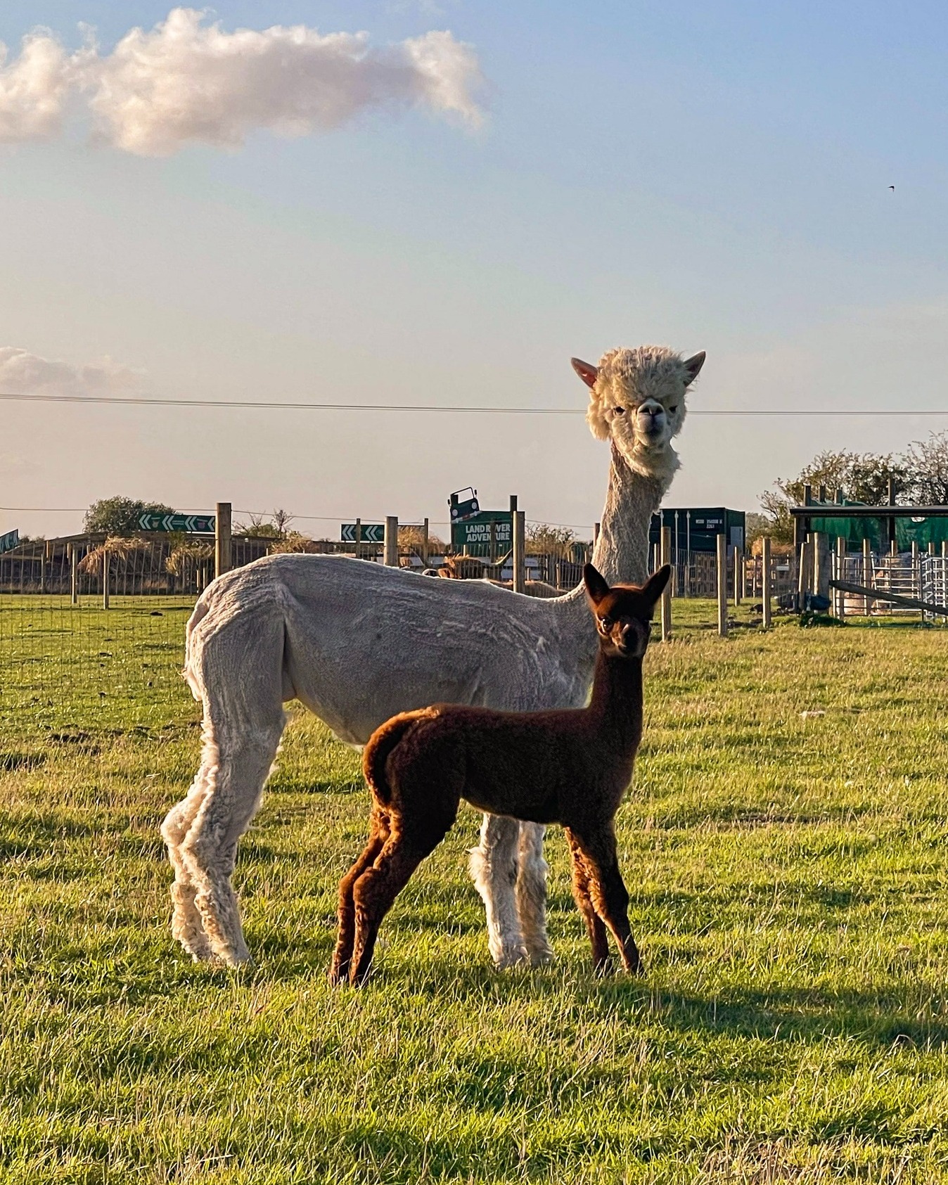 Rand Farm Park – Family Farm Park in Lincolnshire