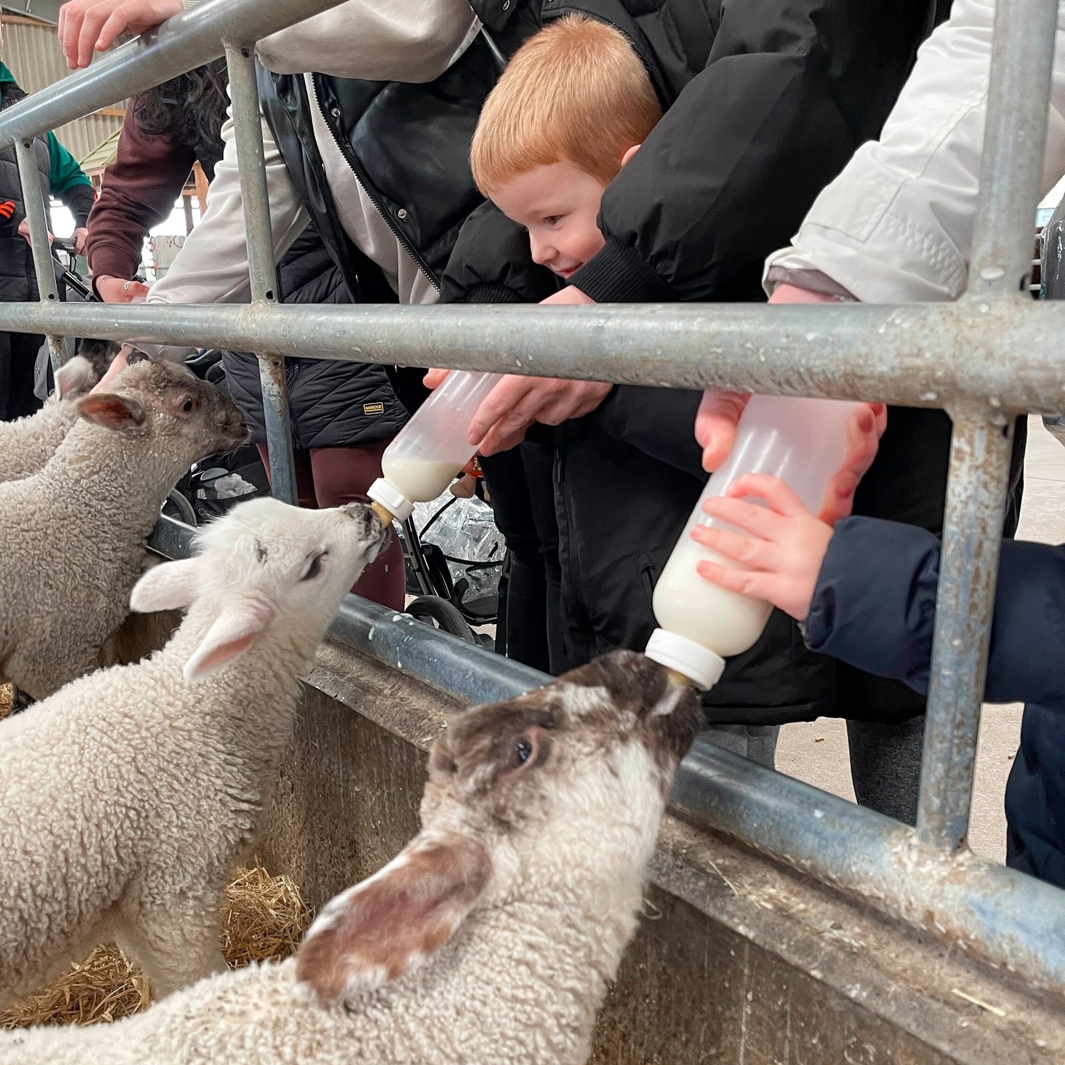 Rand Farm Park – Family Farm Park in Lincolnshire