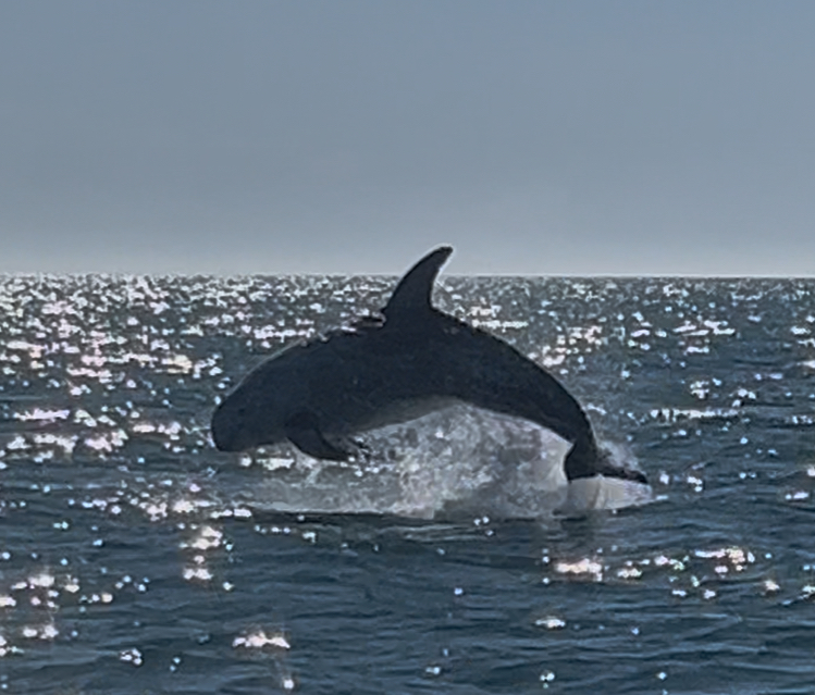 Sea-N-Shore — Salcombe Water Sports & Coastal Adventures, Devon