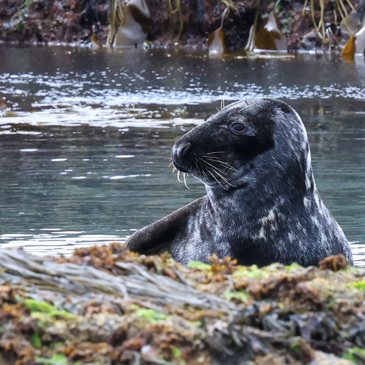 Sea-N-Shore — Salcombe Water Sports & Coastal Adventures, Devon