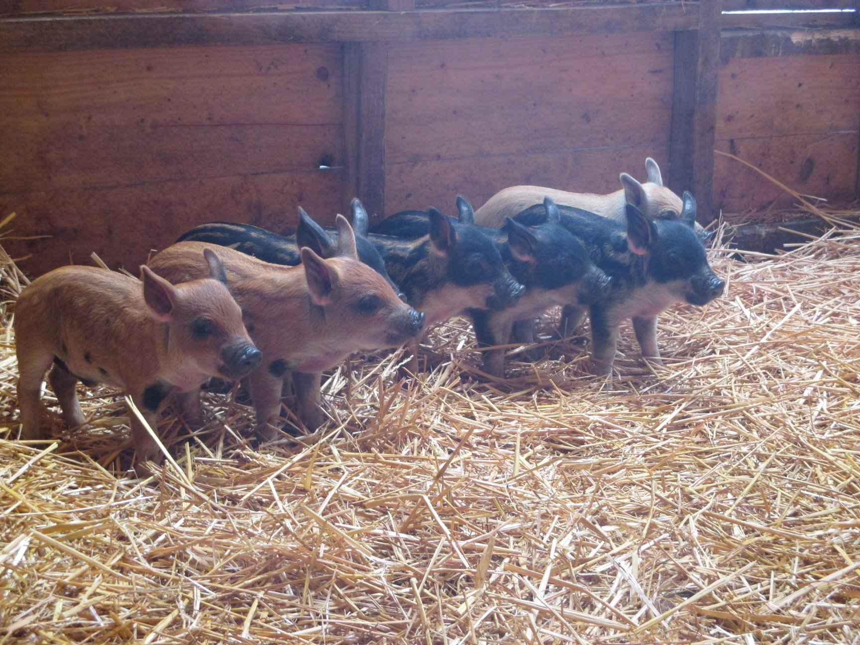 Xmas Tree Farm – Family Farm Animal Experience in Kent, Near London
