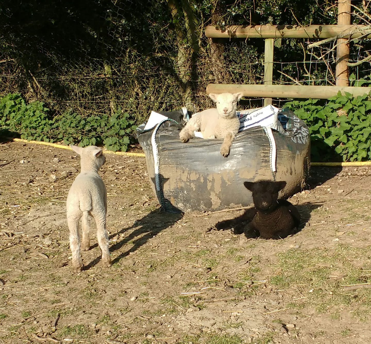 Xmas Tree Farm – Family Farm Animal Experience in Kent, Near London