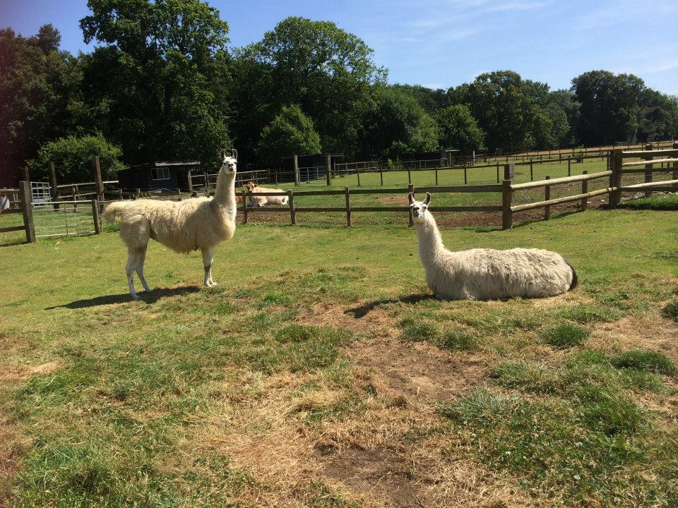 Xmas Tree Farm – Family Farm Animal Experience in Kent, Near London