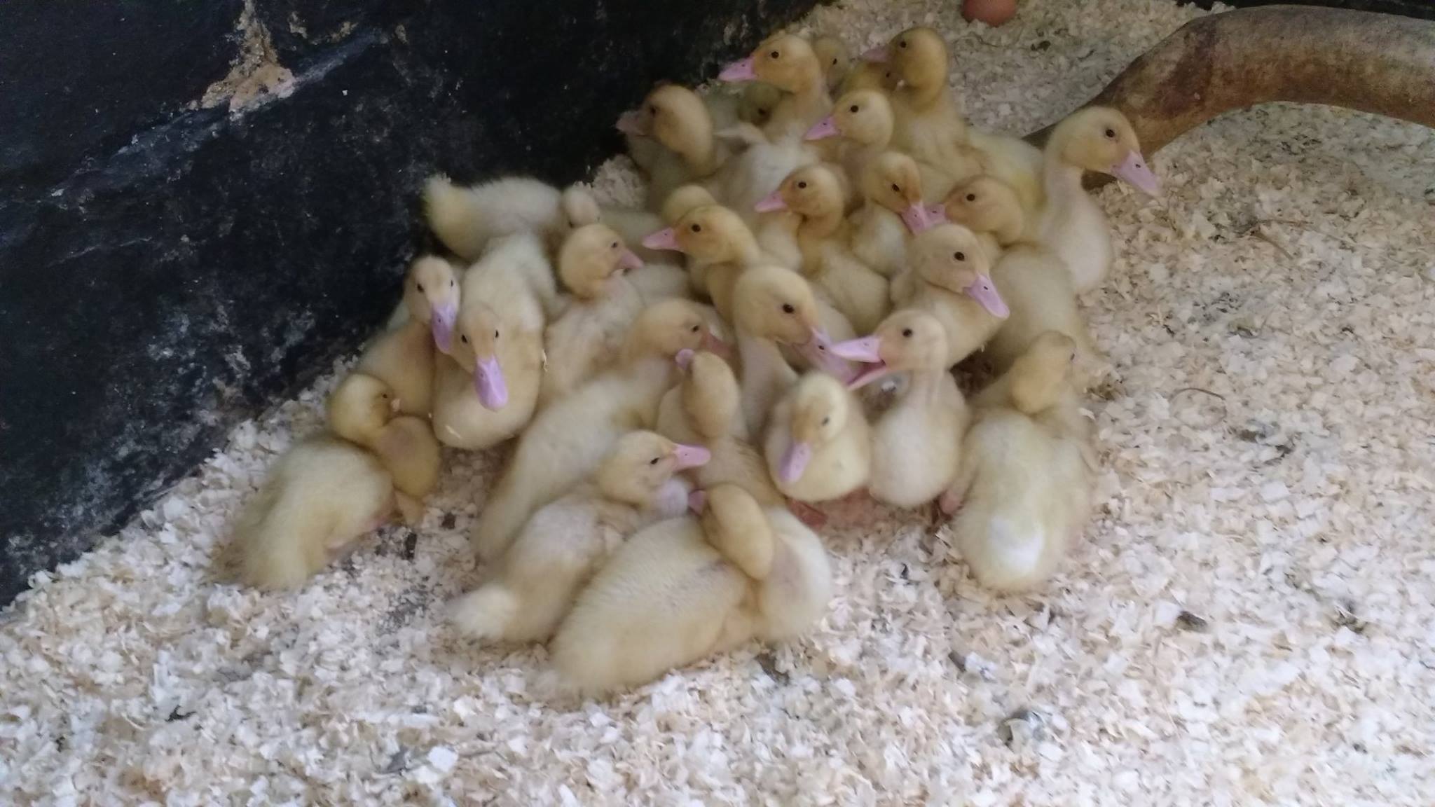 Xmas Tree Farm – Family Farm Animal Experience in Kent, Near London